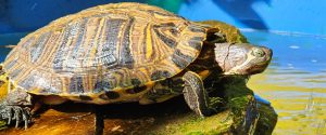 Red-Eared Slider-turtle siting on a rock